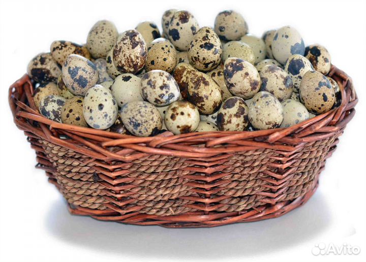 Яйцо домашнее