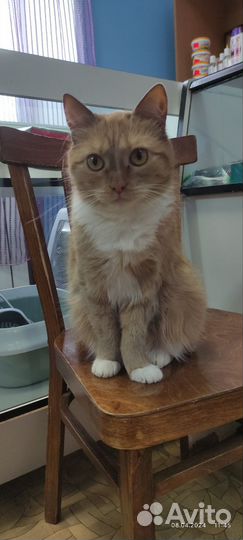 Рыжая кошечка