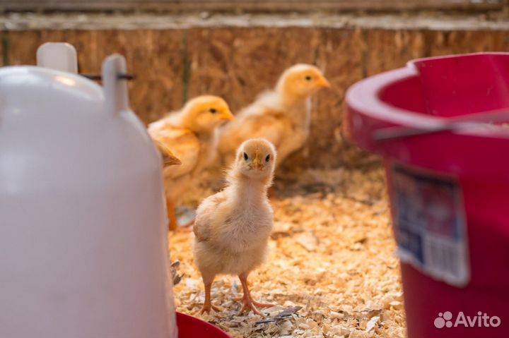 Цыплята росс-308 суточные круглый год