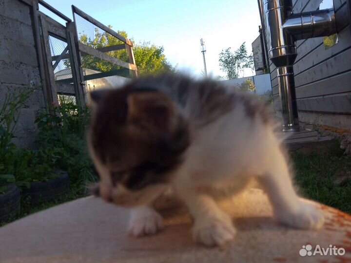 Сибирская кошка