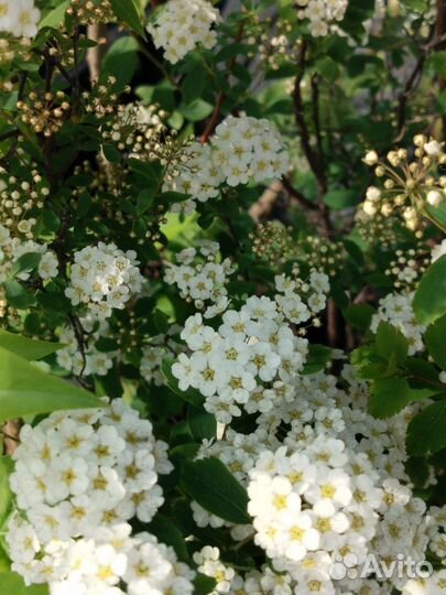 Акация, спирея, сирень, рябина