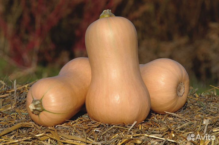 Семена Тыквы Матильда 500 с (по цене договоримся)