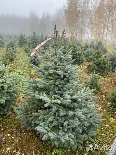 Елка на Новый год