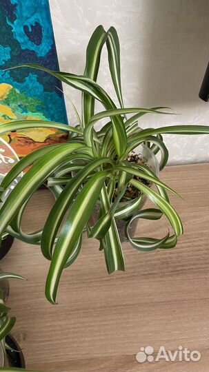 Хлорофитум кудрявый