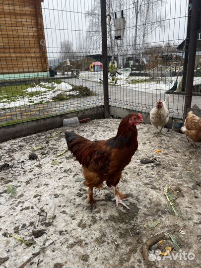 Молодые петухи