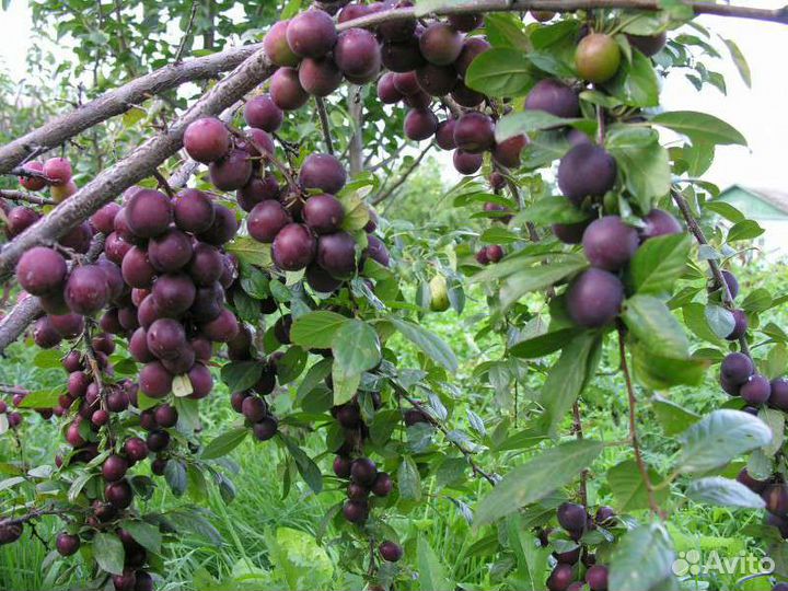 Саженцы (Опата) сливово-вишнёвого гибрида