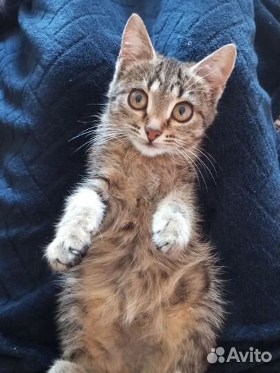 Две хороший девочки, одам в добрые и надёжный руки