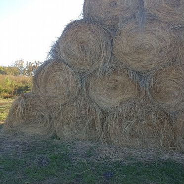 Продам сено в рулонах