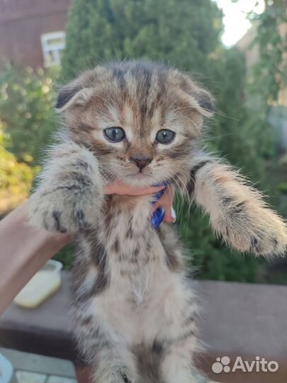 Котята от вислоухой кошки