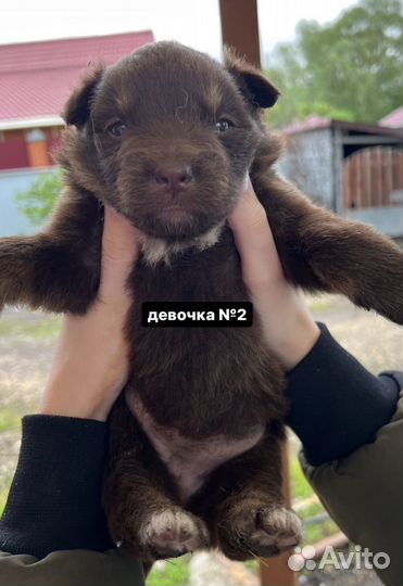 Щенки хаски девочки