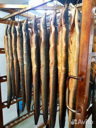 Угорь Балтийский горячего копчения