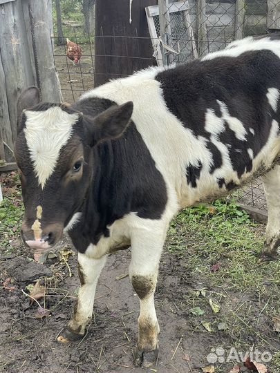 Телочка 5 месяцев