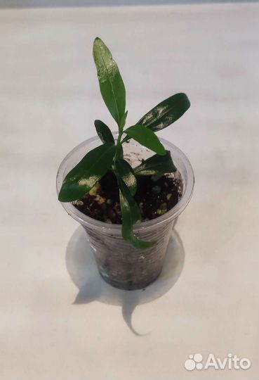 Комнатная экзотика