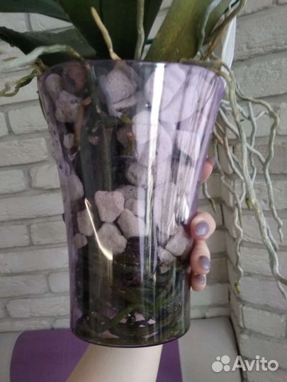 Продано.Орхидея. Фаленопсис Чармер