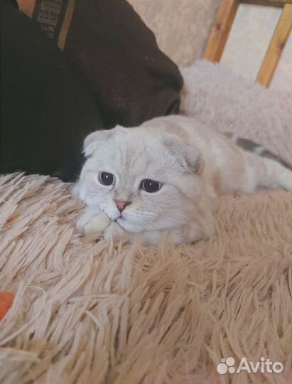 Шотландский скоттиш фолд кот Richi - вязка