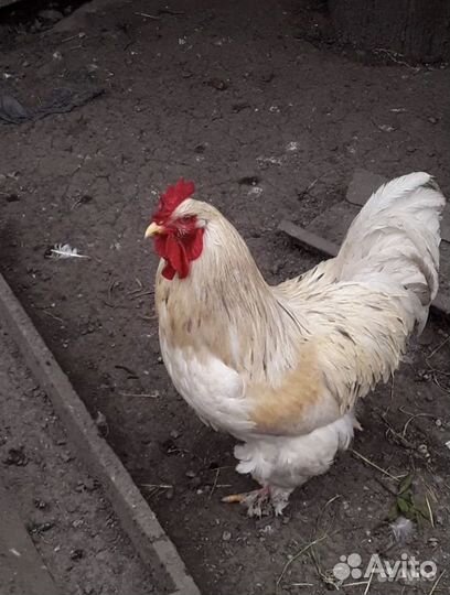Куры домашние