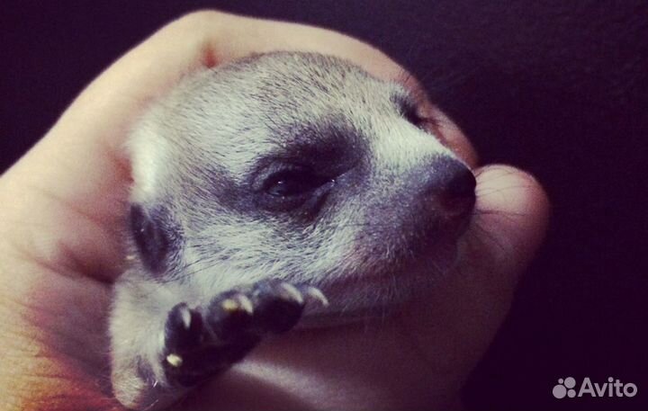 Сурикат малыш