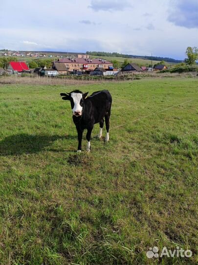 Тёлка 1 год,бычок 6 мес