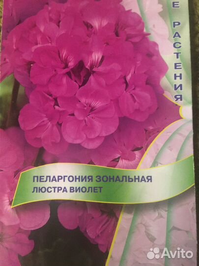 Пеларгония сортовая (герань)