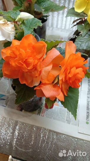 Бегония Ное стоп