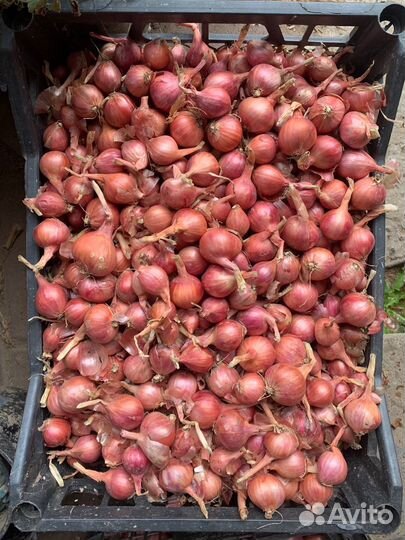 Лук семейный (шалот) на посадку