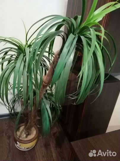 Искусственная пальма