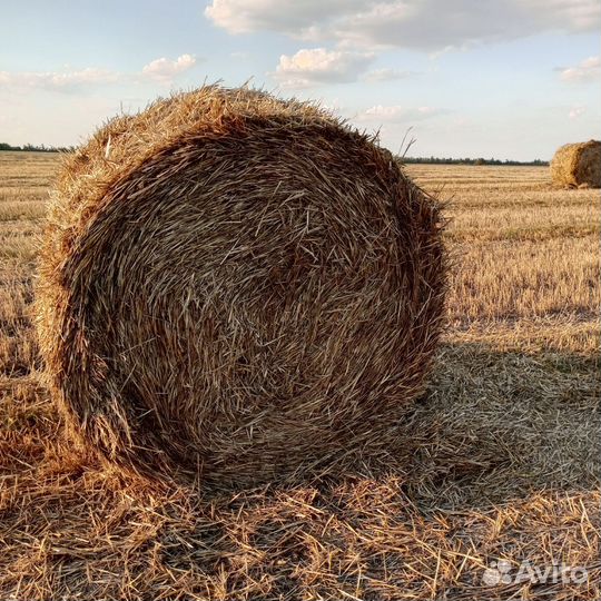 Пшеничная солома в тюках