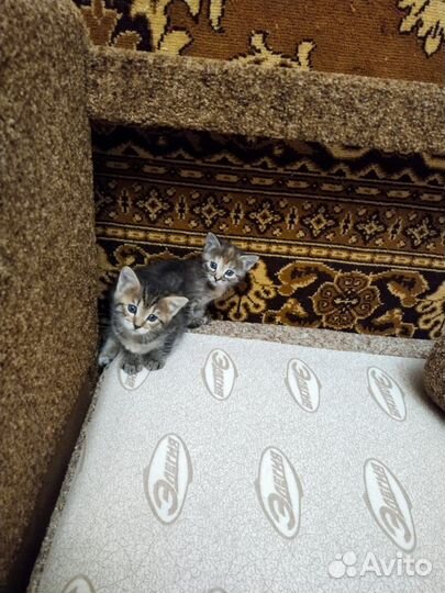 Котятки в добрые руки