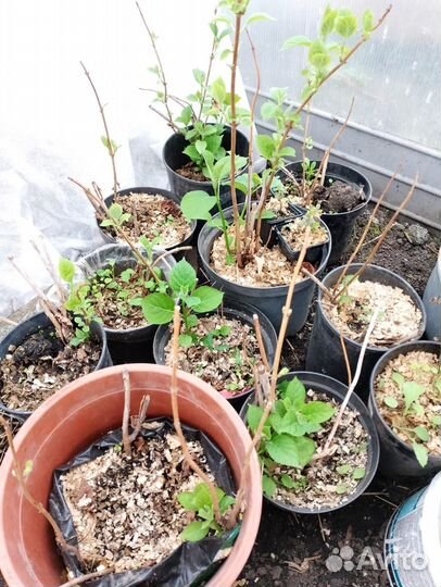 Гортензия древовидная