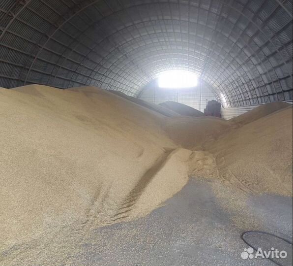 Просо, Фуражная кукуруза на корм