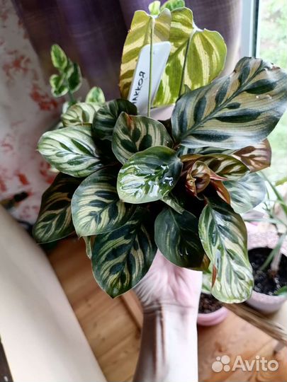 Калатеи и сингониумы