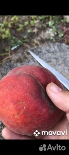 Саженцы Персика Роял Саммер