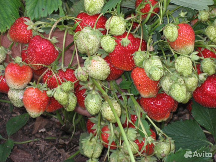 Клубника Лорд