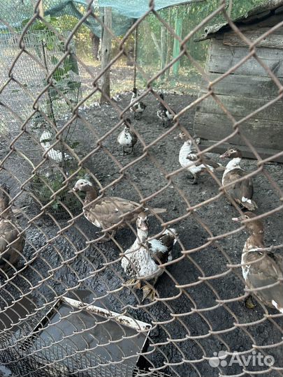 Мускусные утки