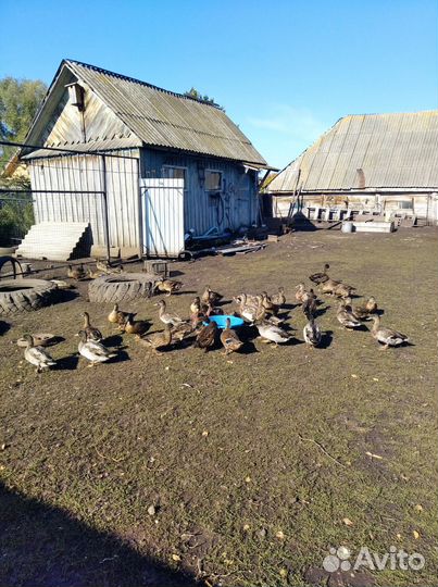 Подсадные утки