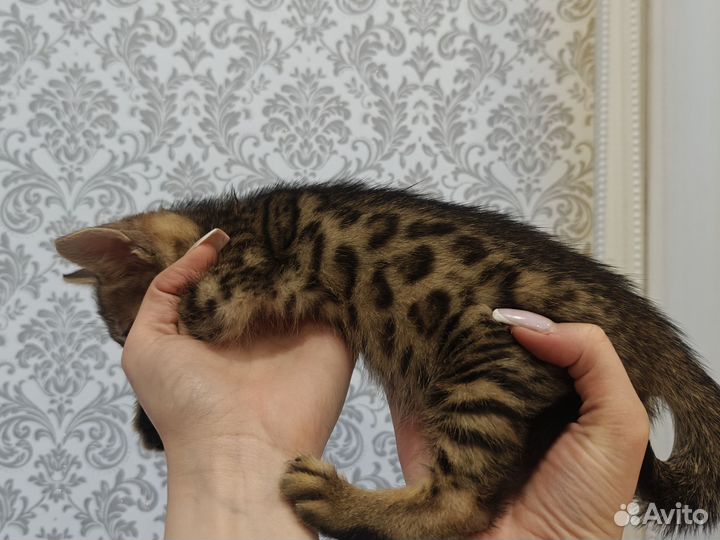 Бенгальские котята