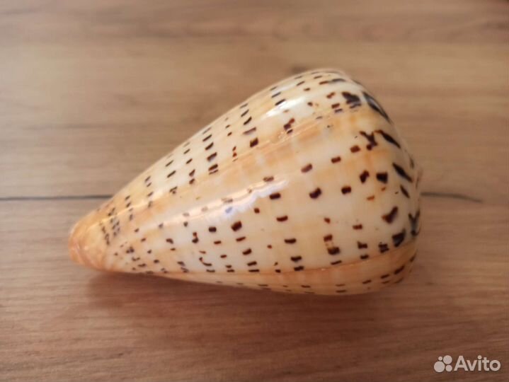 Морская раковина