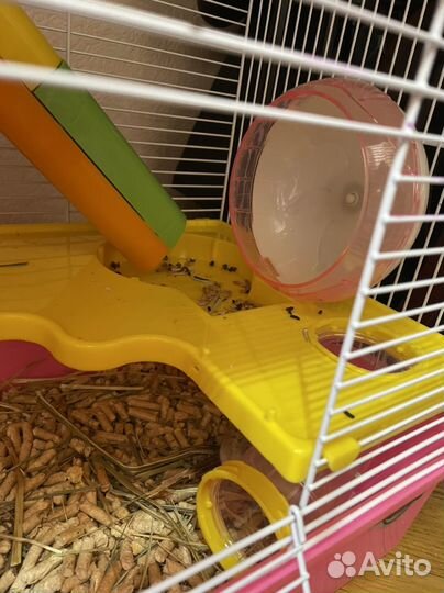 Клетка с Хомяком