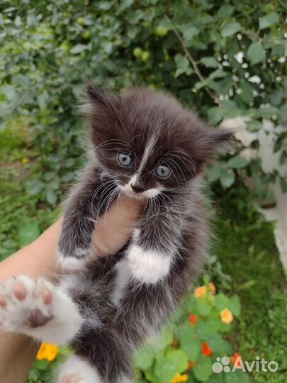 Котятки в добрые руки