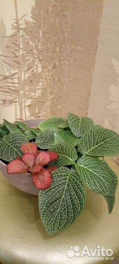 Комнатные растения цветы