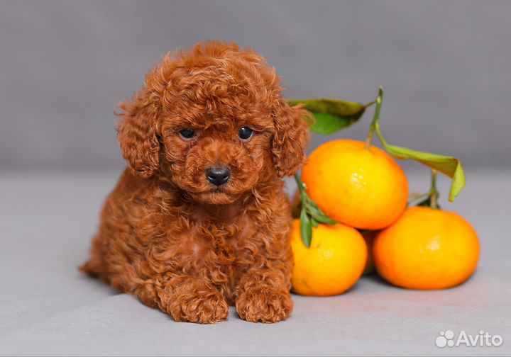 Щенок той пуделя ред браун девочка