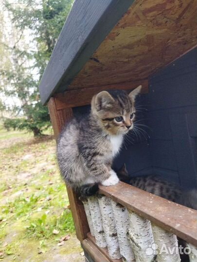 Кошка в дар