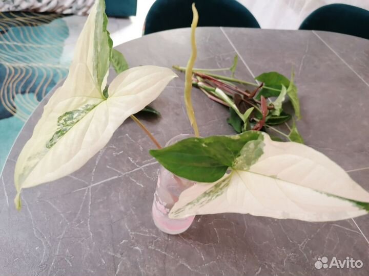 Сингониумы сортовые