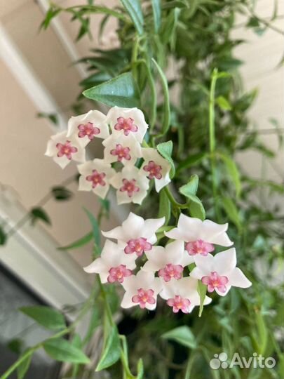 Хойя вьющаяся 1,5м