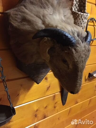 Голова барана