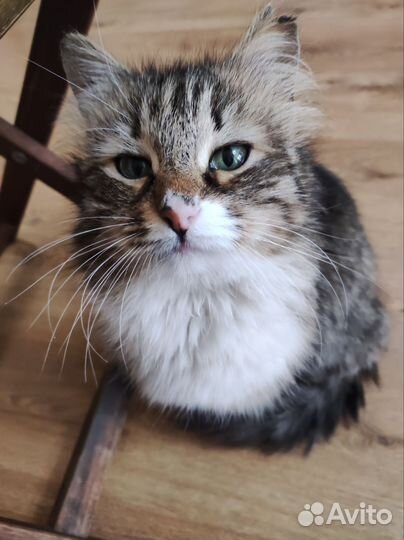 Кошка