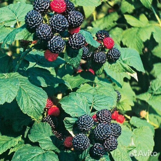 Саженцы малины