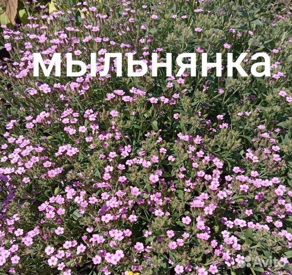 Растения для сада