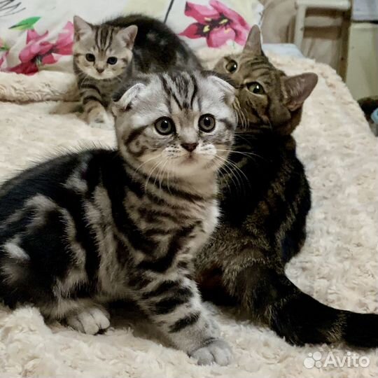 Шотландские мраморные котята