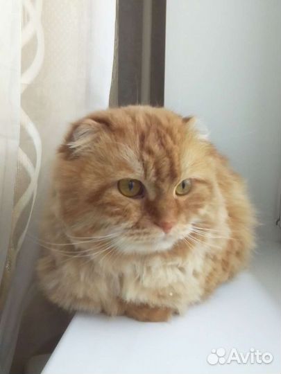 Кот в дар